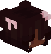 Bean_koala