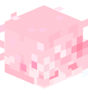 aquiticsquid