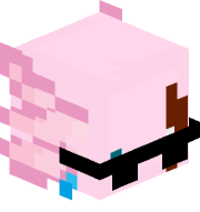 Lachupitus
