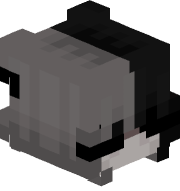 Canushi