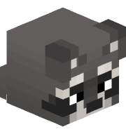 A_German_Raccoon